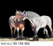 mare and stallion of brabant breed . isolated at black. Стоковое фото, агентство Ingram Publishing / Фотобанк Лори