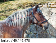 portrait of mare of brabant breed . Стоковое фото, агентство Ingram Publishing / Фотобанк Лори