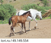 little Andalusian foal with mom in paddock sunny day. Spain. Стоковое фото, агентство Ingram Publishing / Фотобанк Лори