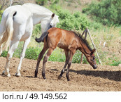 little Andalusian  foal with mom in paddock, hot day . Spain. Стоковое фото, агентство Ingram Publishing / Фотобанк Лори