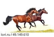 galloping beautiful  breed  horses over white. Стоковое фото, агентство Ingram Publishing / Фотобанк Лори