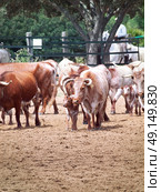 herd of red spanish cows with calves. Spain, Andalusia. Стоковое фото, агентство Ingram Publishing / Фотобанк Лори