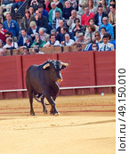 SEVILLA - MAY 20: Spain. Fighting  black young bull  at arena, on May 20, 2012 in Sevilla, Spain  . Редакционное фото, агентство Ingram Publishing / Фотобанк Лори