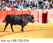 Fighting bull  from Spain in arena. Black young bull . Стоковое фото, агентство Ingram Publishing / Фотобанк Лори