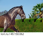 Running Andalusian stallion. Стоковое фото, агентство Ingram Publishing / Фотобанк Лори