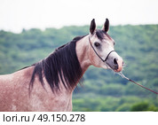 portrait of young arabian mare. Стоковое фото, агентство Ingram Publishing / Фотобанк Лори