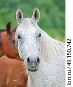portrait of purebred speckle - gray arabian mare at the pasture. Стоковое фото, агентство Ingram Publishing / Фотобанк Лори