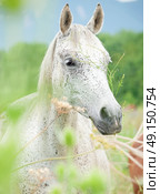 portrait of purebred speckle - gray arabian mare at the pasture. cloudy day. Стоковое фото, агентство Ingram Publishing / Фотобанк Лори