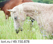  purebred speckle - gray arabian mare at the pasture. cloudy day. Стоковое фото, агентство Ingram Publishing / Фотобанк Лори