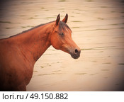 swimming arabian horse in the lake. cloudy  day. Стоковое фото, агентство Ingram Publishing / Фотобанк Лори