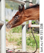 portrait of beautiful inquisitive arabian foal. Israel. Стоковое фото, агентство Ingram Publishing / Фотобанк Лори