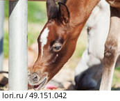 portrait of beautiful inquisitive arabian foal. close up. Israel. Стоковое фото, агентство Ingram Publishing / Фотобанк Лори