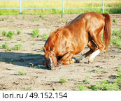  sorrel  arabian  horsenin paddock. Стоковое фото, агентство Ingram Publishing / Фотобанк Лори