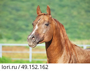 portrait of nice sorrel  horse at freedom. Стоковое фото, агентство Ingram Publishing / Фотобанк Лори