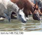 drinking arabian horse in the lake. sunny day. Стоковое фото, агентство Ingram Publishing / Фотобанк Лори