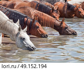 drinking arabian mares in the lake. sunny day. Стоковое фото, агентство Ingram Publishing / Фотобанк Лори
