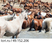 arabian herd in the lake . Стоковое фото, агентство Ingram Publishing / Фотобанк Лори