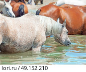 swimming arabian horse in the lake. sunny day. Стоковое фото, агентство Ingram Publishing / Фотобанк Лори