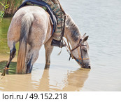 Cattle horse with rider in water. Стоковое фото, агентство Ingram Publishing / Фотобанк Лори