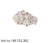 a conch isolated on white. Стоковое фото, агентство Ingram Publishing / Фотобанк Лори