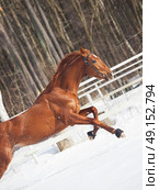 galloping sorrel horse in snow paddock winter sunny day. Стоковое фото, агентство Ingram Publishing / Фотобанк Лори