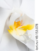 Beautiful White Orchid Flower Macro. Стоковое фото, агентство Ingram Publishing / Фотобанк Лори