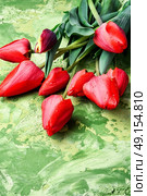 tulip . Стоковое фото, агентство Ingram Publishing / Фотобанк Лори