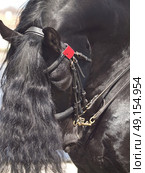 portrait of friesian horse . Стоковое фото, агентство Ingram Publishing / Фотобанк Лори