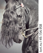 portrait of friesian horse . Стоковое фото, агентство Ingram Publishing / Фотобанк Лори