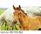 trotter foal with grey mom in pasture. Стоковое фото, агентство Ingram Publishing / Фотобанк Лори