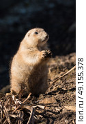 Black-tailed prairie dog standing look out on a rock eating lunch. Стоковое фото, агентство Ingram Publishing / Фотобанк Лори