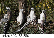 Group of ring tailed lemurs sitting together sunbathing. Стоковое фото, агентство Ingram Publishing / Фотобанк Лори