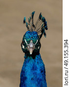 Vividly coloured peacock head looking into camera. Стоковое фото, агентство Ingram Publishing / Фотобанк Лори
