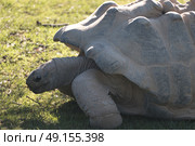 Giant tortoise walking over the grass at a safari park. Стоковое фото, агентство Ingram Publishing / Фотобанк Лори