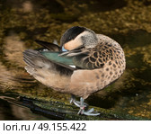 Hottentot Teal resting in the Tropical House at Slimbridge Bird Sanctuary. Стоковое фото, агентство Ingram Publishing / Фотобанк Лори