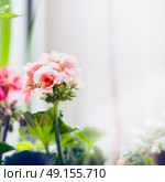 Pale pink geranium flowers, close up. Стоковое фото, агентство Ingram Publishing / Фотобанк Лори