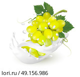 Green grapes in a milk splash on a transparent background. Vector. Стоковая иллюстрация, агентство Ingram Publishing / Фотобанк Лори