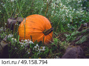 Big orange pumpkin in a dark garden in the fall. Стоковое фото, агентство Ingram Publishing / Фотобанк Лори