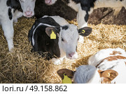 Calf relaxing in the hay in a stable at a farm in the spring with a bunch of other cows. Стоковое фото, агентство Ingram Publishing / Фотобанк Лори