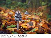 Coprinopsis picacea mushrooms in a autumn scenery in a forest with colorful autumn leaves on the ground and a mushroom in the background. Стоковое фото, агентство Ingram Publishing / Фотобанк Лори