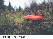 Close-up of a Amanita Muscaria mushroom in natural environment in Ocotber. Стоковое фото, агентство Ingram Publishing / Фотобанк Лори
