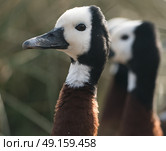 White-faced Whistling duck on look out at Slimbridge in England. Стоковое фото, агентство Ingram Publishing / Фотобанк Лори