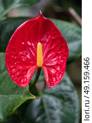 Beautifully vibrant Anthurium flower. Стоковое фото, агентство Ingram Publishing / Фотобанк Лори