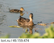 Mother duck with duckling in sunset. Стоковое фото, агентство Ingram Publishing / Фотобанк Лори