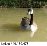 Solitary Canada Goose waiting to be fed on river. Стоковое фото, агентство Ingram Publishing / Фотобанк Лори