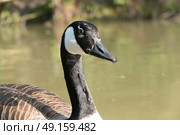 Close up of Canada Goose waiting for food on the canal. Стоковое фото, агентство Ingram Publishing / Фотобанк Лори