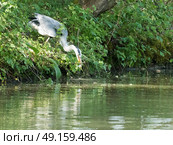 Grey Heron watching a fish in the river. Стоковое фото, агентство Ingram Publishing / Фотобанк Лори