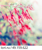 Red fuchsia flowers in garden, flowering plant, close up. Стоковое фото, агентство Ingram Publishing / Фотобанк Лори