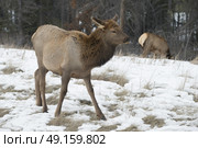 Young moose grazing in snow covered field, Jasper, Jasper National Park, Alberta, Canada. Стоковое фото, агентство Ingram Publishing / Фотобанк Лори