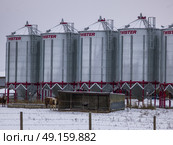 Silos and cattle in snow covered field, Highway 16, Yellowhead Highway, Alberta, Canada. Стоковое фото, агентство Ingram Publishing / Фотобанк Лори